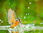 sue hsu's photo